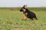 BERGER ALLEMAND 1143